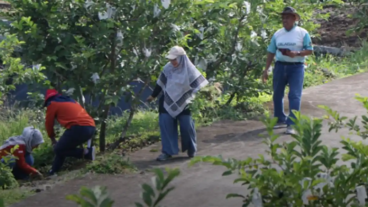 Menggagas Momen Berkesan di Kebun Buah Jambusari